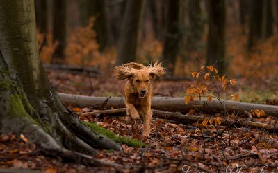 Edward | Cocker Spaniel-Mix Rüde, 4 Jahre