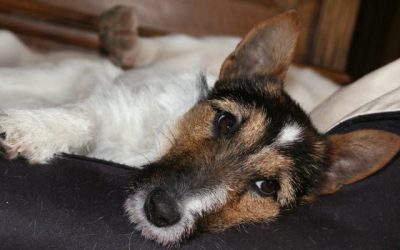 Sophie | JRT-Mix Hündin, 1 Jahr