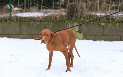 Funny Girl | UK Hündin, 5 Jahre