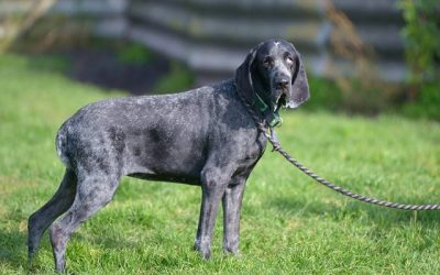 Frizzabelle | Blaue französische Braque Hündin, 3 Jahre