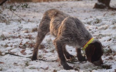 Kaila | DD Hündin, 7 Jahre