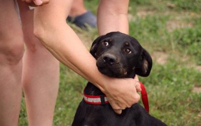 Afonya | Bracken-Mix Hündin, 1Jahr