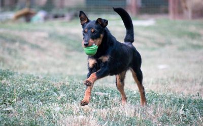 Mokka | Jagdterrierhündin, 1 Jahr