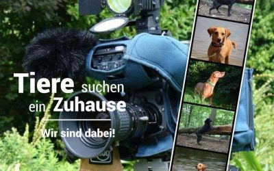 Tiere suchen ein Zuhause – Wir kommen ins Fernsehen!