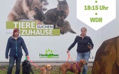 Tiere suchen ein Zuhause – Der Sendetermin ist jetzt bekannt