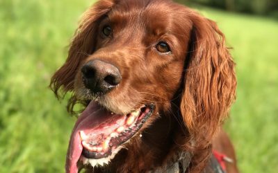 Samy | Irish Setter, 7 Jahre