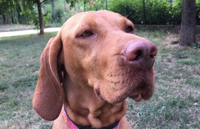 Jiza UKHündin, 6 Jahre Hands4Paws e.V.
