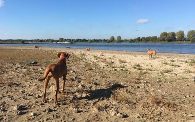 Herbstfest: Flamingos am Strand!