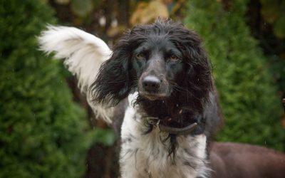 Sara | Große Münsterländer, 4 Jahre