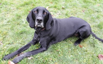 Lilo | Labrador-DK Mix, 8 Jahre