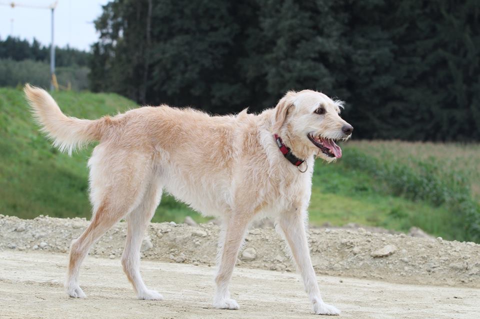 Lissy | Labradoodle, 8 Jahre