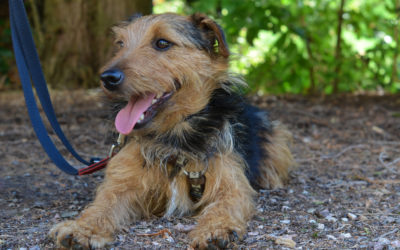 Sparkli | Terrier-Mix, 5 Jahre