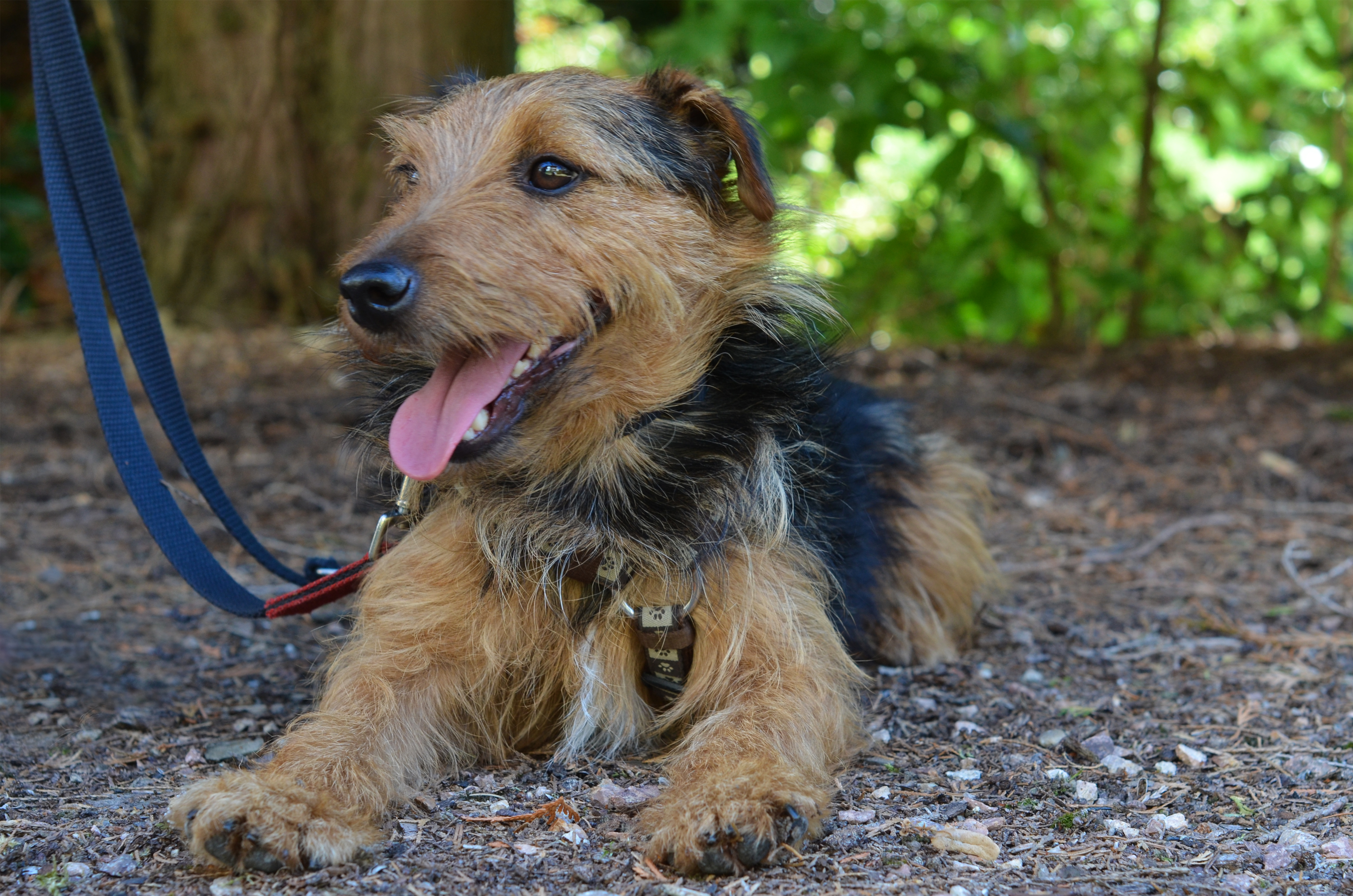 Sparkli Terrier Mix 5 Jahre Hands4paws E V