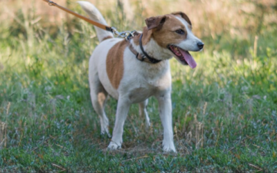 Tonic | Parson Russel Terrier, 9 Jahre