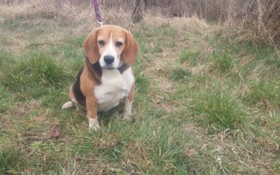 Ludo | Beagle, 8 Jahre