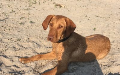 Keltike | Vizsla-Labrador-Mix, 9 Monate