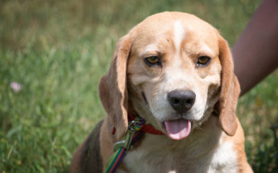 Barbie | Beagle, 5-6 Jahre