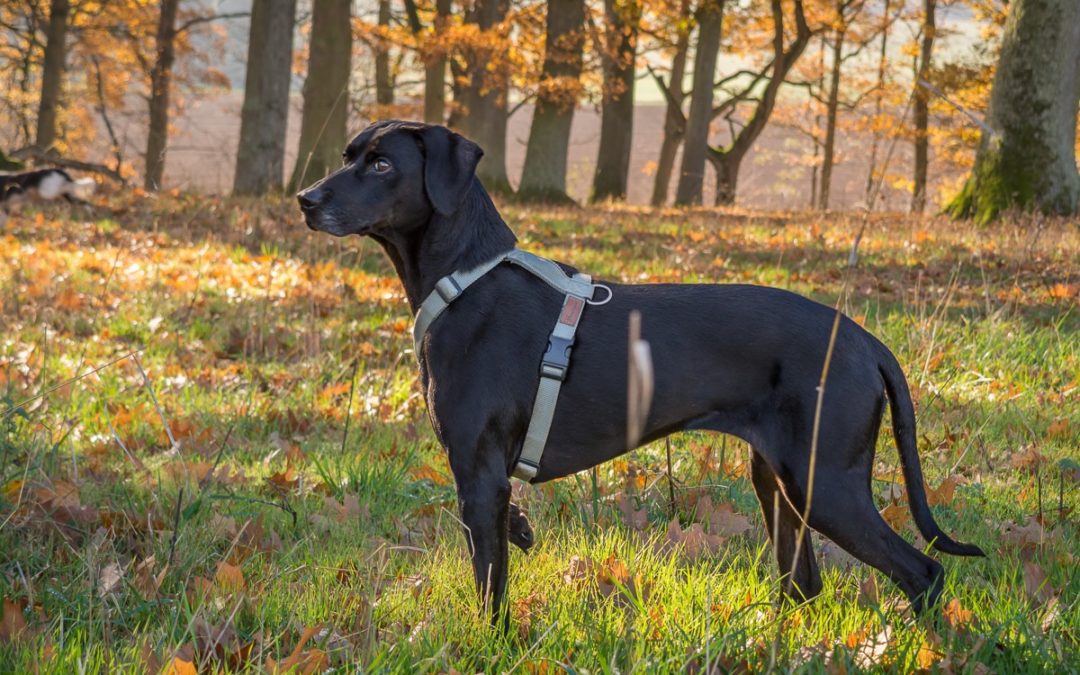 Negra DeutschKurzhaarMix, ca. 8 Jahre Hands4Paws Helfende Hände für Jagdhunde in Not e.V.