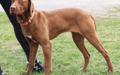 Julischka | Vizsla-Labrador Mix, 2 Jahre