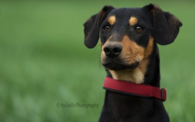 Soret | Jagdterrier-Mix, 1 Jahr