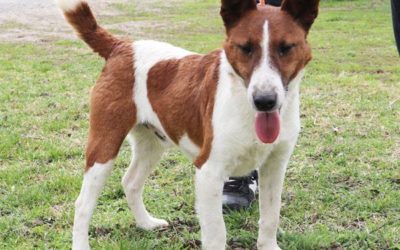 Camero | Foxterrier-Mix, 1,5 Jahre