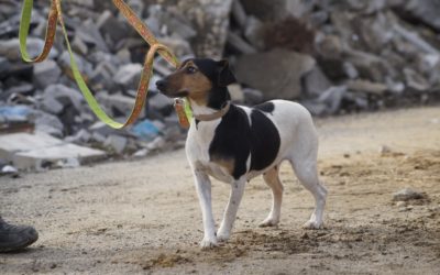 Mayla | Terrier-Mix, 3 Jahre