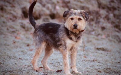 Loire | Terrier-Mix, 4 Jahre