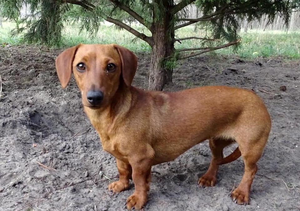 Panna | Kurzhaar-Dackel, 2 Jahre | Hands4Paws - Helfende Hände für