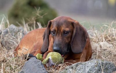 Hanno | Schweißhund, 8 Monate