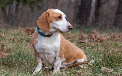 Shaba | Beagle-Dackel-Mix, 2 Jahre