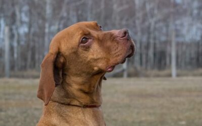 Teodor | UK, 8 Jahre