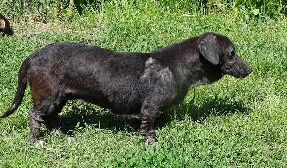 Toprongy | Dackel, 3 Jahre