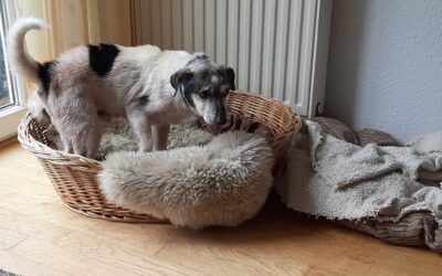 Willi | Jack Russel Terrier, 13 Jahre