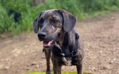 Ida | Hann. Schweisshund-Mix, 1 Jahr