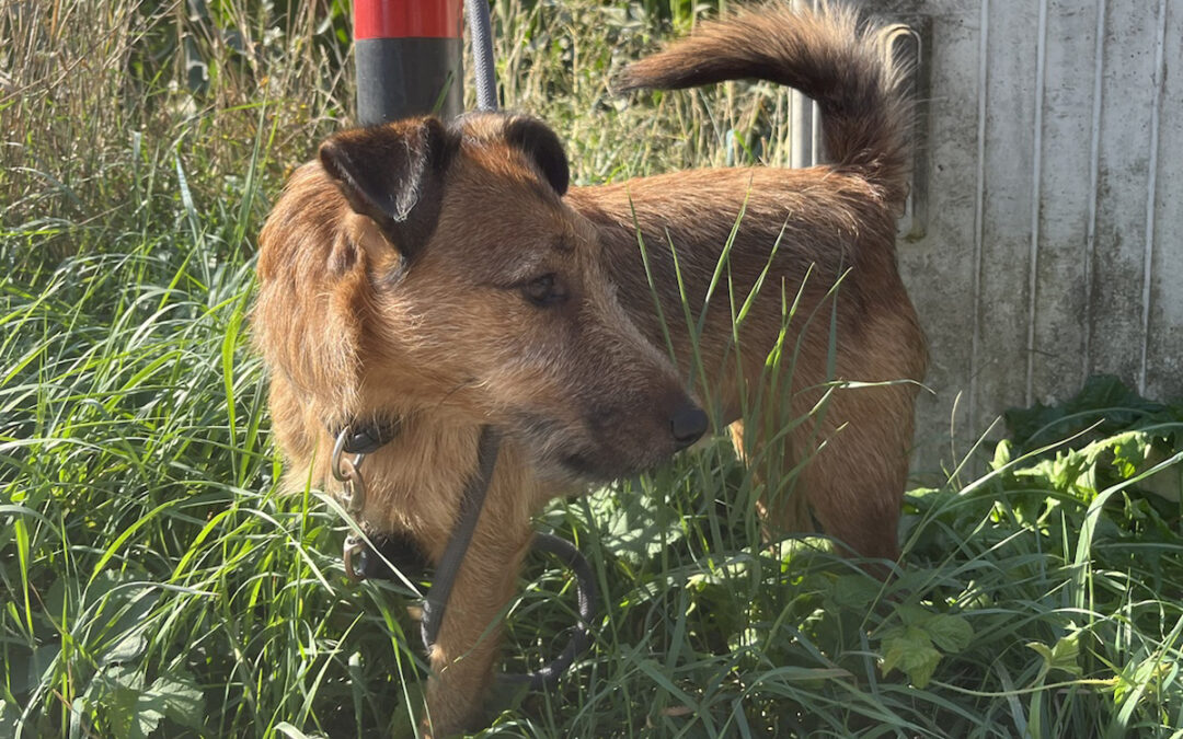 Keks | Westfalenterrier, 3 Jahre