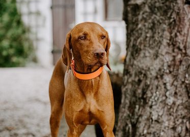 Cayo | UK, 2 Jahre