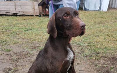 Maxi | DD, 3 Jahre