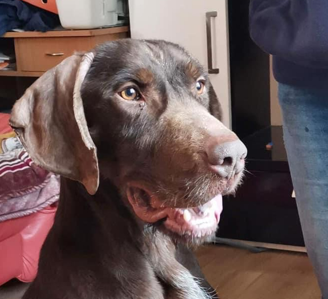 Maxi | DD, 3 Jahre