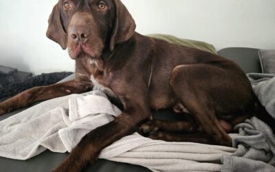 Maxi | Vizsla-DD-Mix, 4 Jahre