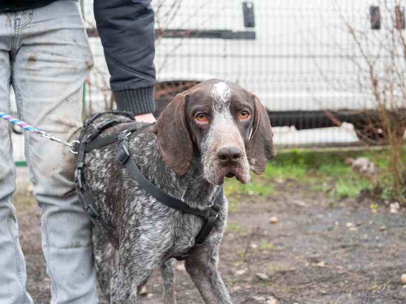 Oberon | DK, ca. 1 Jahr