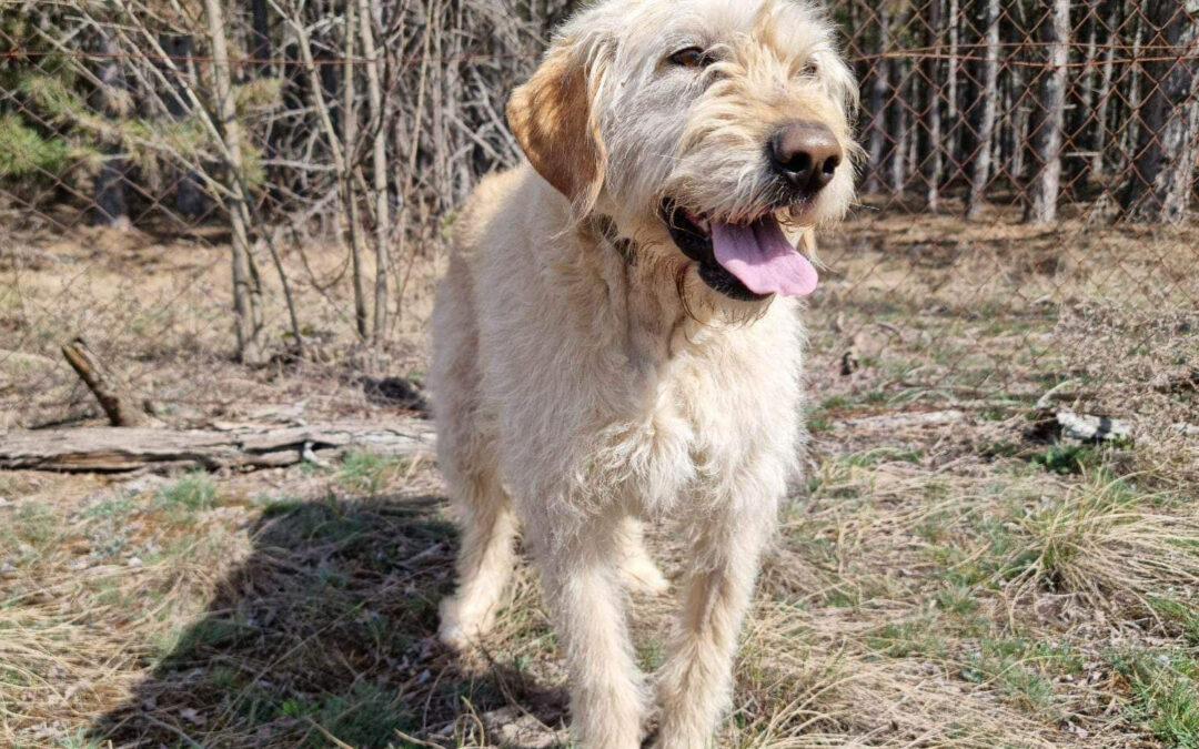 Bözsi | Vizsla-Mix, 6 Jahre