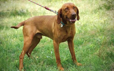 Rustan | UK, 1,5 Jahre