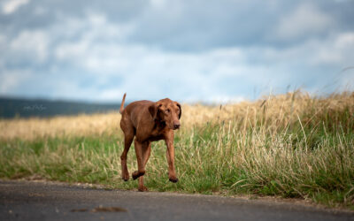 Jenny | UK, 4 Jahre