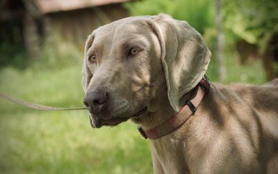 Odin | Weimaraner, 2 Jahre