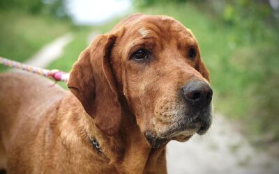 Zsiga | Vizsla-Mix, 8 Jahre