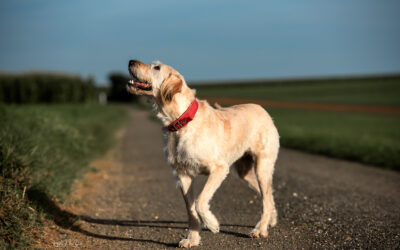 Bözsi | Vizsla-Mix, 6 Jahre