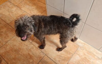 Zara | Terrier-Mix, 9 Jahre