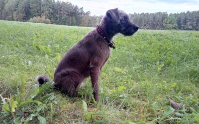 Zara | Terrier-Mix, 9 Jahre