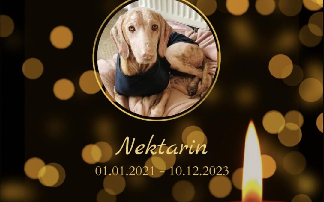 Nektarin | UK, 2,5 Jahre