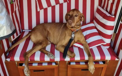 BZeusz | UK, 9,5 Jahre